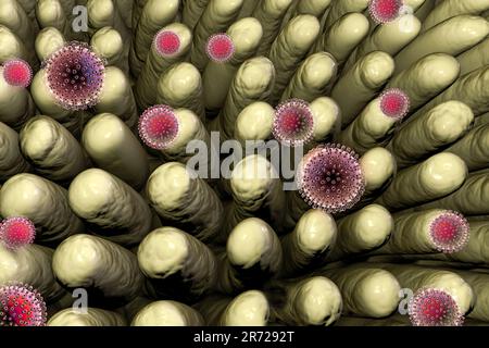 Rotavirus infectant l'intestin, illustration informatique. La particule virale se compose d'un noyau d'ARN (acide ribonucléique) entouré d'une capside à triple couche Banque D'Images