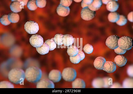Les bactéries Streptococcus pyogenes. Ordinateur 3D illustration de Streptococcus pyogenes, ou groupe-A, le streptocoque bactéries. S. pyogenes est une bactérie gram-positive Banque D'Images