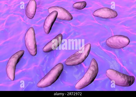 Toxoplasma gondii au stade de la tachyzoite, illustration. T. gondii est une espèce de protozoaires parasitaires qui peut être transportée par tous les mammifères connus. Il cause Banque D'Images