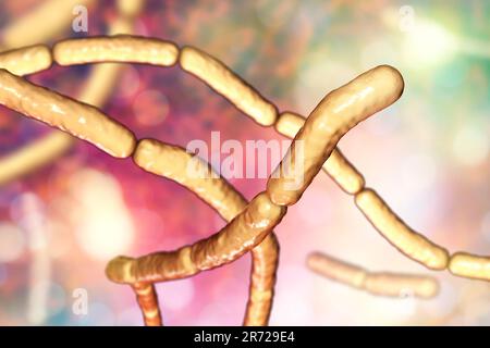 Bacillus de foin. Illustration informatique des bactéries Bacillus subtilis. B.subtilis, ou Bacillus Hay, est une bactérie aérobie Gram-positive en forme de tige. Banque D'Images