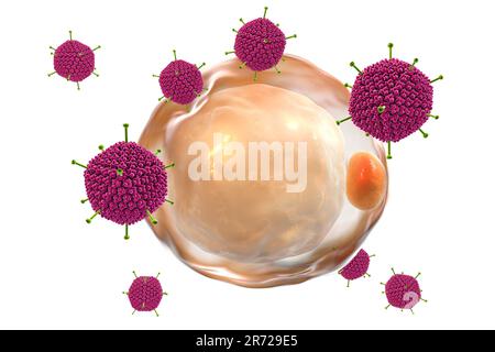 Adénovirus AD-36 et cellules graisseuses, illustration informatique. AD ...