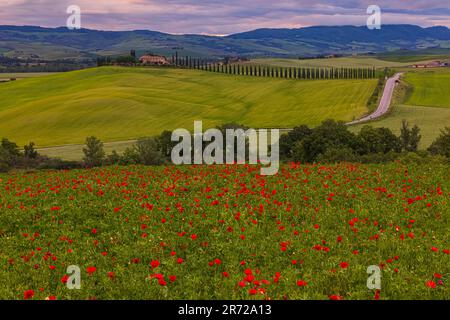 C'est le printemps en Toscane et les champs pleins de coquelicots colorent le paysage rouge et vert comme vu ici en début de matinée à l'Agriturismo Poggio Co Banque D'Images