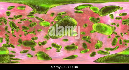 Porphyromonas gingivalis bactérie orale, vue panoramique à 360 degrés illustration informatique. P. gingivalis (anciennement connu sous le nom de Bacteroides gingivalis) est p Banque D'Images