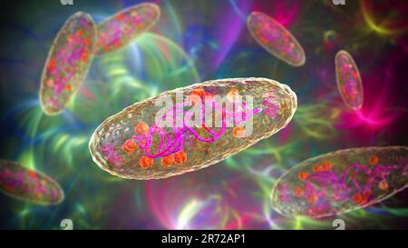 Bactérie de la peste (Yersinia pestis), illustration informatique. Y. pestis sont des bactéries Gram-négatives de la famille des Enterobacteriaceae, elles ont un ovoïde Banque D'Images