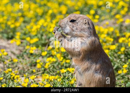 Le chien de prairie à queue noire (Cynomys ludovicianus), originaire des grandes plaines de l'Amérique du Nord, mange des fleurs au printemps Banque D'Images