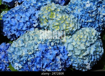 Blue Hydrangea ou Hortensia - Hydrangea macrophylla buisson en fleur, Sintra, Lisbonne Portugal. Printemps. Introduit des îles portugaises des Açores. Banque D'Images