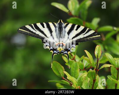 Rare Swallowtail - Iphiclides podalirius. A vu Oeiras, Portugal. Vue d'ensemble. Perchée sur un jeune arbre grenade. Banque D'Images