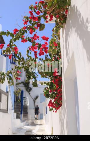 Belle bougainvillea rouge vif fleurit contre un mur blanc et ciel bleu pâle Banque D'Images