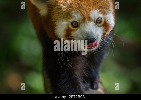 Le panda rouge / petit panda (Ailurus fulgens) en direction de marche, arbre originaire de l'Himalaya oriental et le sud-ouest de la Chine Banque D'Images
