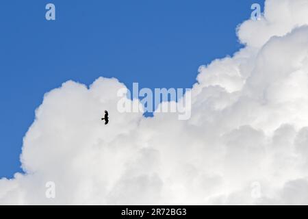 Hante de cerf-volant noir (Milvus migrans) oiseau de proie silhouetté contre le cumulus congestus nuage en été Banque D'Images