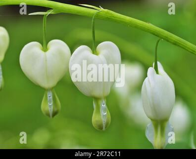 Blanc Lamprocapnos spectabilis, saignement de coeur ou asiatique saignement de coeur Banque D'Images