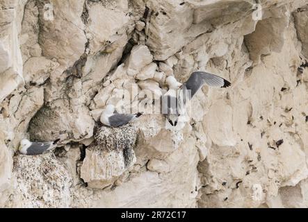 Kittiwake à pattes noires (Rissa tridactyla) à Seaford, dans l'est du Sussex Banque D'Images