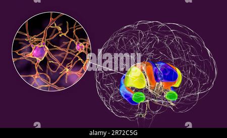 Striatum dorsal mis en évidence dans le cerveau et ses neurones, illustration informatique. Le striatum dorsal se compose du noyau caudé (orange) et du puta Banque D'Images