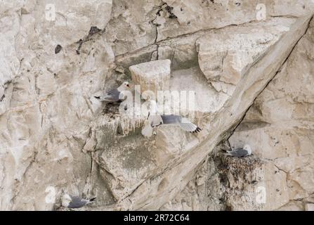 Kittiwake à pattes noires (Rissa tridactyla) à Seaford, dans l'est du Sussex Banque D'Images