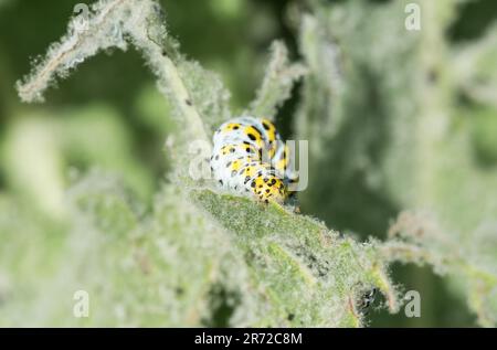 Alimentation de la moth mullein (Cucullia verbasci) Banque D'Images