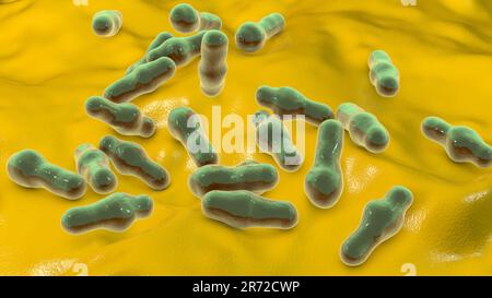 Bactéries Clostridium, illustration informatique. Les clostridies sont des bactéries formant des spores qui comprennent plusieurs espèces pathogènes humaines, C. difficile, C. tet Banque D'Images