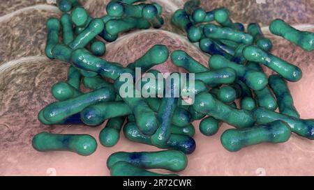 Corynebacterium diphtheriae, illustration informatique. C. diphtheriae est une bactérie gram-positive en forme de tige qui est transmise par voie respiratoire et Banque D'Images