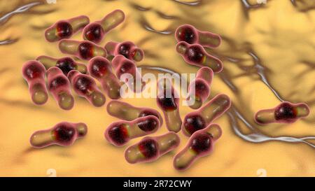 Bactéries Clostridium, illustration informatique. Les clostridies sont des bactéries formant des spores qui comprennent plusieurs espèces pathogènes humaines, C. difficile, C. tet Banque D'Images