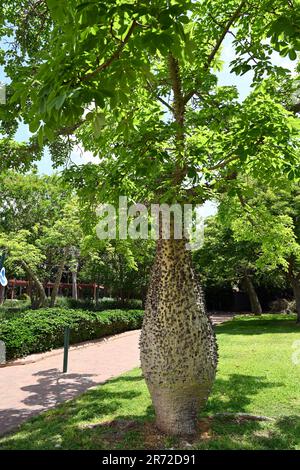 Soie dentaire ( Chorisia speciosa) Banque D'Images