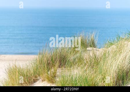 Dunes de sable avec herbe de marram et plage vide sur la côte hollandaise. Pays-Bas en journée. Banque D'Images