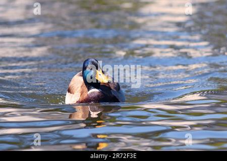 Anas platyrhynchos mâles gros plan (le canard colvert commun) Banque D'Images