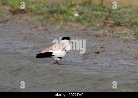 le laponévrogène (Vanellus duvaucelii) a été observé à Gajoldaba dans le Bengale occidental, en Inde Banque D'Images