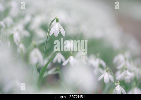 Une couverture de délicates gouttes de neige blanches dans un bois anglais en février Banque D'Images
