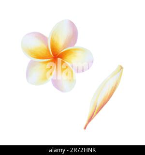 Aquarelle Illustration tropicale réaliste de fleurs de plumeria avec des feuilles isolées sur fond blanc. Magnifique frangipani peinte à la main. Banque D'Images