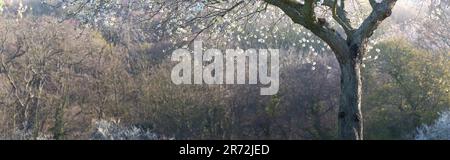 La délicate fleur blanche décore la canopée des bois par un matin de printemps paisible dans la campagne du Northumberland, en Angleterre. Banque D'Images