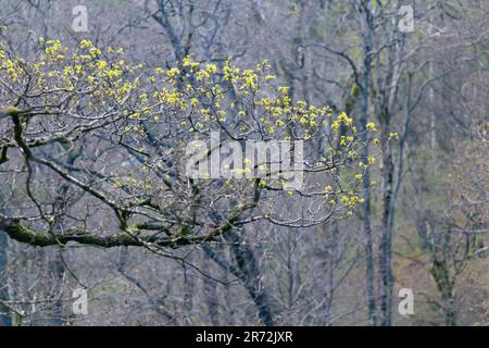 Des feuilles vertes fraîches émergent sur les branches d'un arbre à feuilles caduques au début du printemps, signalant l'arrivée d'une nouvelle saison. Banque D'Images