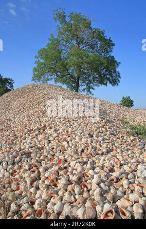 La photo a été prise dans la région d'Odessa en Ukraine. La photo montre une montagne de coquilles de mollusques appelées rapanes. Banque D'Images