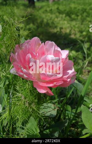 La photo montre une variété rare de tulipe rose. Banque D'Images