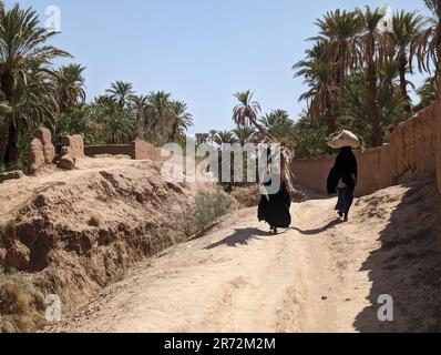 Un randonneur dans un paysage agricole pittoresque dans la belle vallée de Draa, palmeraies entourant le chemin de randonnée, Maroc Banque D'Images