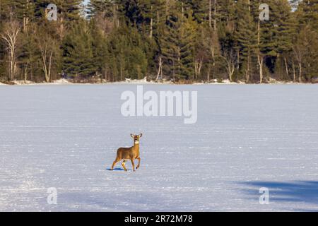 Le Doe à queue blanche sur un lac enneigé dans le nord du Wisconsin. Banque D'Images