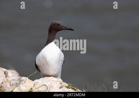 Guillemot à RSPB Bempton Cliffs. Banque D'Images