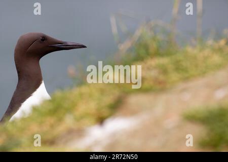 Guillemot à RSPB Bempton Cliffs. Banque D'Images