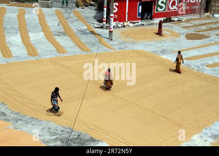 Munshiganj, Dhaka, Bangladesh. 29th septembre 2022. Les travailleurs des moulins à riz se tournent vers le paddy pour le séchage sous le soleil à Munshiganj, au Bangladesh. Quand paddy est har Banque D'Images