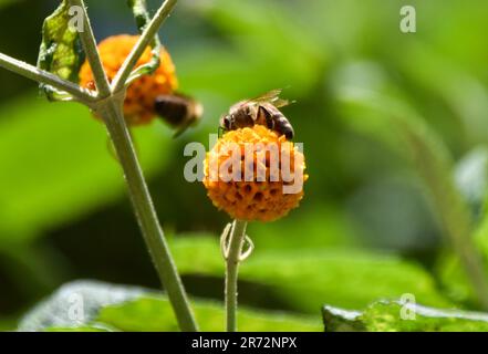 Une abeille pollinise une fleur d'arbre de boule orange (Buddleja globosa). Banque D'Images