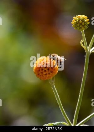 Une abeille pollinise une fleur d'arbre de boule orange (Buddleja globosa) à Londres, au Royaume-Uni. Crédit : Vuk Valcic/Alamy Banque D'Images