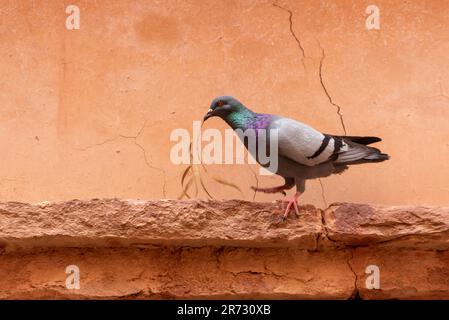 Un pigeon tenant une branche d'olive sèche dans son bec, photo prise au Maroc Banque D'Images