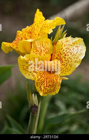 De magnifiques fleurs de canna Lily jaune vif fleurissent au printemps Banque D'Images