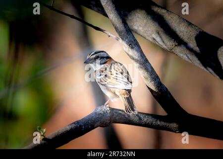 Petit oiseau brésilien connu sous le nom de tico-tico Zonotrichia capensis Banque D'Images