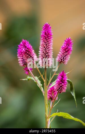 Plante d'herbe à feu (Celosia spicata), fleur, en fleur Banque D'Images