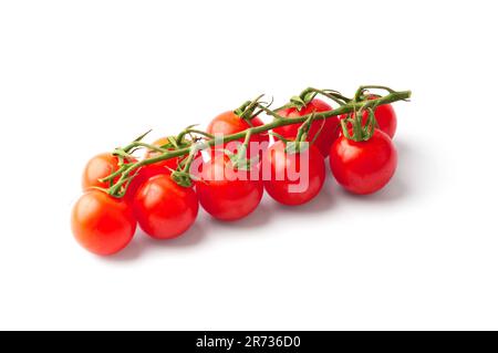 Tomates cerises biologiques fraîches mûres sur une belle branche verte sur un fond blanc isolé. Banque D'Images