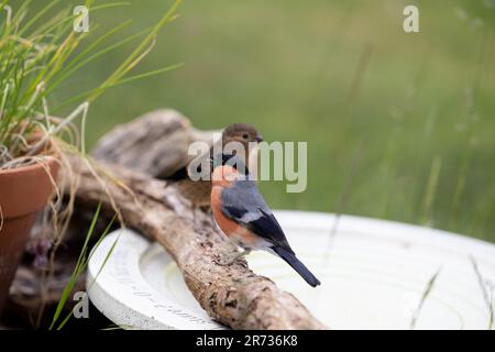 Un mâle adulte et un jeune Bullfinch (pyrrhula pyrrhula) sur une branche à côté d'un bain d'oiseau dans un jardin - Yorkshire, Royaume-Uni en juin (2023) Banque D'Images