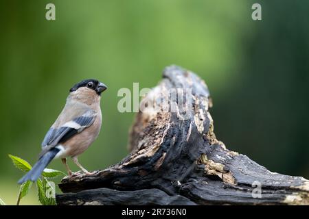 Bullfinch femelle (pyrrhula pyrrhula) posé sur un morceau de bois de forme inhabituelle avec un fond vert naturel. Yorkshire, Royaume-Uni en juin (2023) Banque D'Images