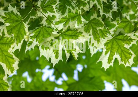 Fond d'érable de Drummond (Acer platanoides Drummondii). Acer platanoides drummondii avec blanc bordé de feuilles de fond. Banque D'Images