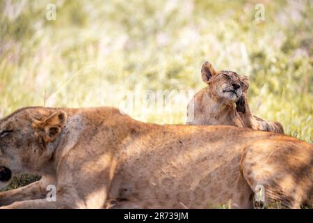Une belle lionne et son lion cub se prélassant sur un terrain herbacé dans le parc national de Tsavo, Kenya Banque D'Images