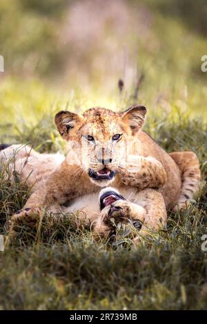 Une belle lionne et son lion cub se prélassant sur un terrain herbacé dans le parc national de Tsavo, Kenya Banque D'Images