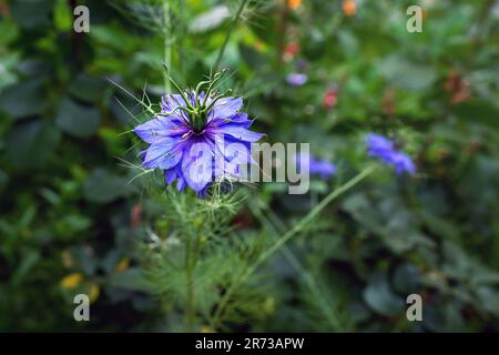 Nigella Flower ou Love-in-a-Mist (Nigella Damascena) Banque D'Images